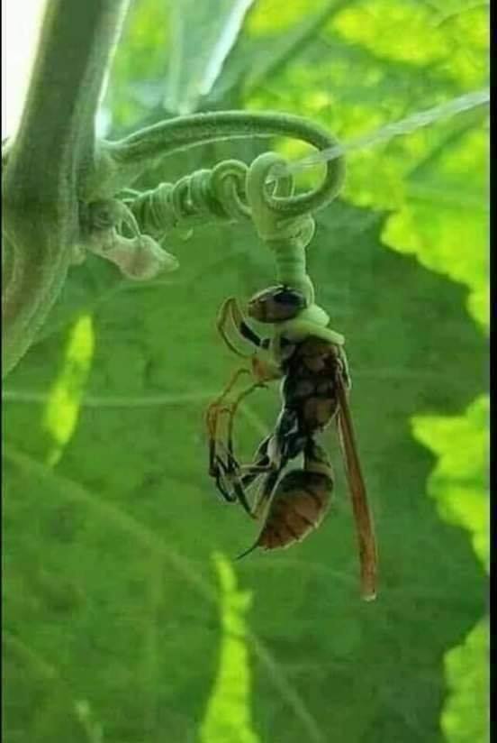 This meme is an image of a wasp stuck in a spider's web. The wasp is depicted with its body stuck in the web, with a few strands of webbing wrapped around its body. The text "I was stuck in a spider's web" is written above the image, implying that the wasp is literally stuck in a spider's web, and the phrase is being used in a humorous way to describe a situation where someone is feeling overwhelmed or stuck.